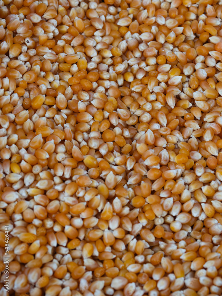 fresh corn kernels at the market fresh corn kernels at the market