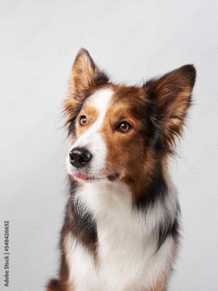 Happy Border Collie dog on a white background. Funny pet in the studio Happy Border Collie dog on a white background. Funny pet in the studio