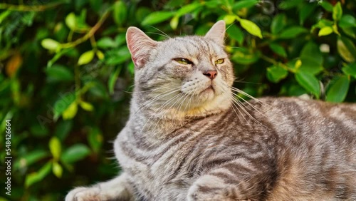 Wallpaper Mural In the garden, the morning sun shines on the gray tabby cat. A gentle breeze blows. fat cat sniffing air Appreciating nature in a good mood.4k Torontodigital.ca