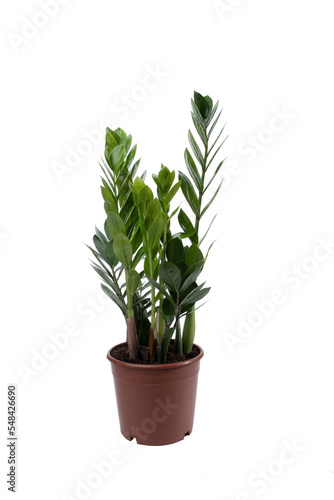 Zamioculcas home plant in beige pot. House plant isolated on white background. Young Zanzibar gem plant in flowerpot.