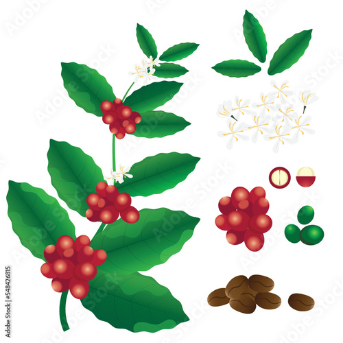 green coffee arabica branch, flowers. roasted beans, leaves isolated on white background. vector llustration stock 