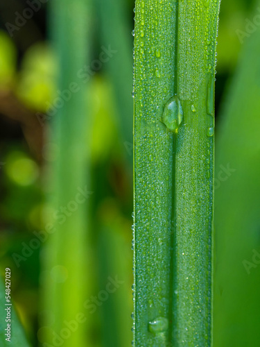 Rain drops on grass leaf in the garden springtime