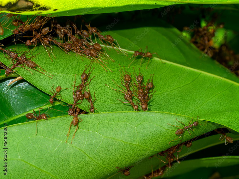 Red ants are working together to build a habitat out of leaves.