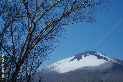 mountain and snow and tree