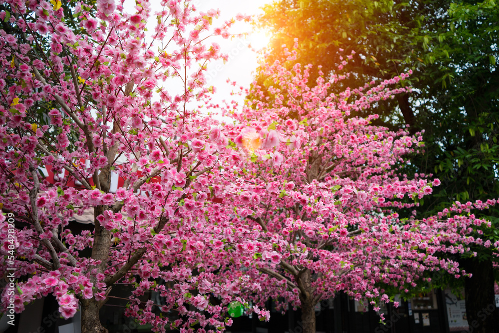 Beautiful pink cherry blossom (Sakura) flower with green tree background. Soft focus and lighting flare effect. Beautiful pink cherry blossom (Sakura) flower with green tree background. Soft focus and lighting flare effect.