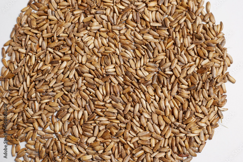 Milk thistle seeds Scottish thistle, Mariana thistle on a white background. Medicinal seeds Milk thistle seeds Scottish thistle, Mariana thistle on a white background. Medicinal seeds