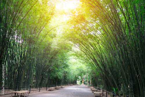 Soft focus of Bamboo tunnel with sunlight for travelers travel visit rest relax and take photo in Wat Chulabhorn Wanaram Temple at Ban Phrik in Ban Na District of Nakhon Nayok, Thailand