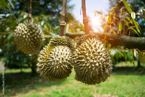 Durians on the durian tree plantation  orchard . King of fruit in the tropical area  Thailand is the best product.