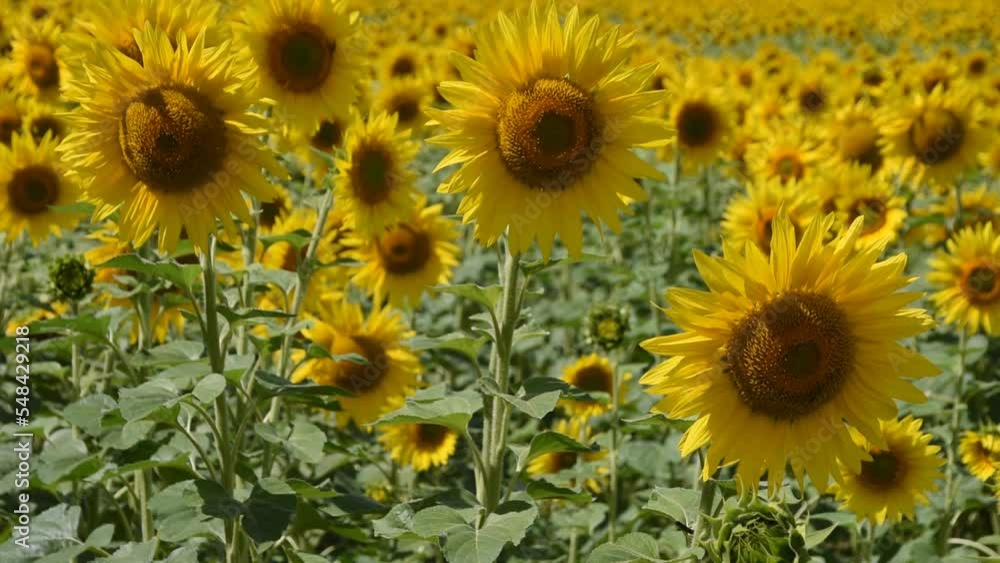 Natural background with sunflowers in the field Natural background with sunflowers in the field