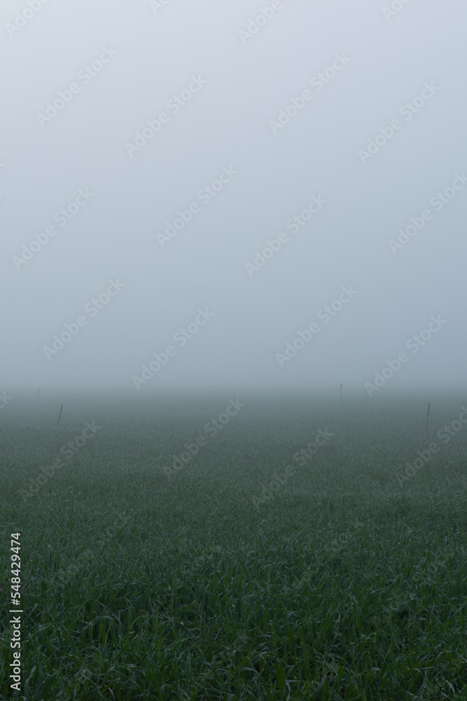 field of wheat shrouded in frost and fog. field of wheat shrouded in frost and fog.