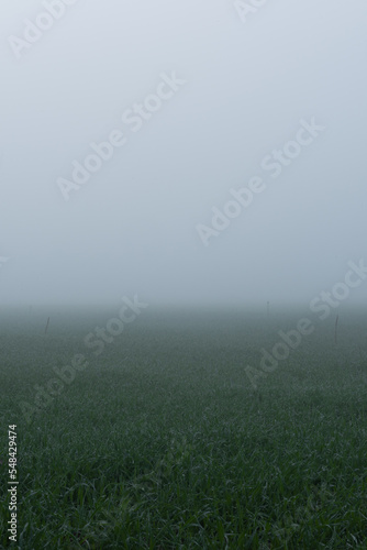 field of wheat shrouded in frost and fog.