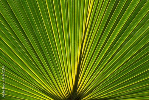 Tropical palm leaf texture  backlight shot  natural background