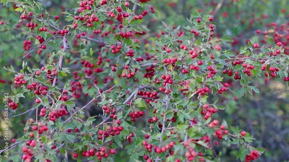 Bush filled with red tea fruits. Season of the herbals. Natural medicine. Bush filled with red tea fruits. Season of the herbals. Natural medicine.