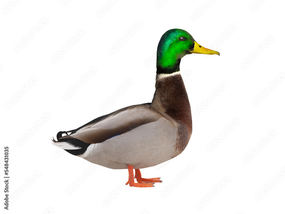 Obraz premium Mallard (anas platyrhynchos) isolated on white background