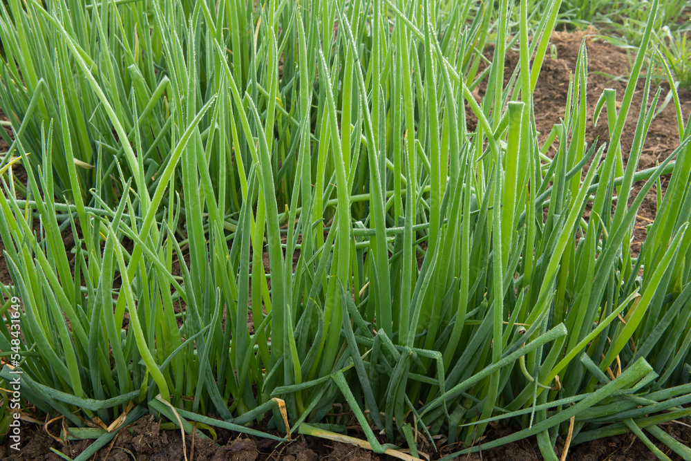 Fototapeta premium green onion crop plant cultivated at agriculture field or farm.