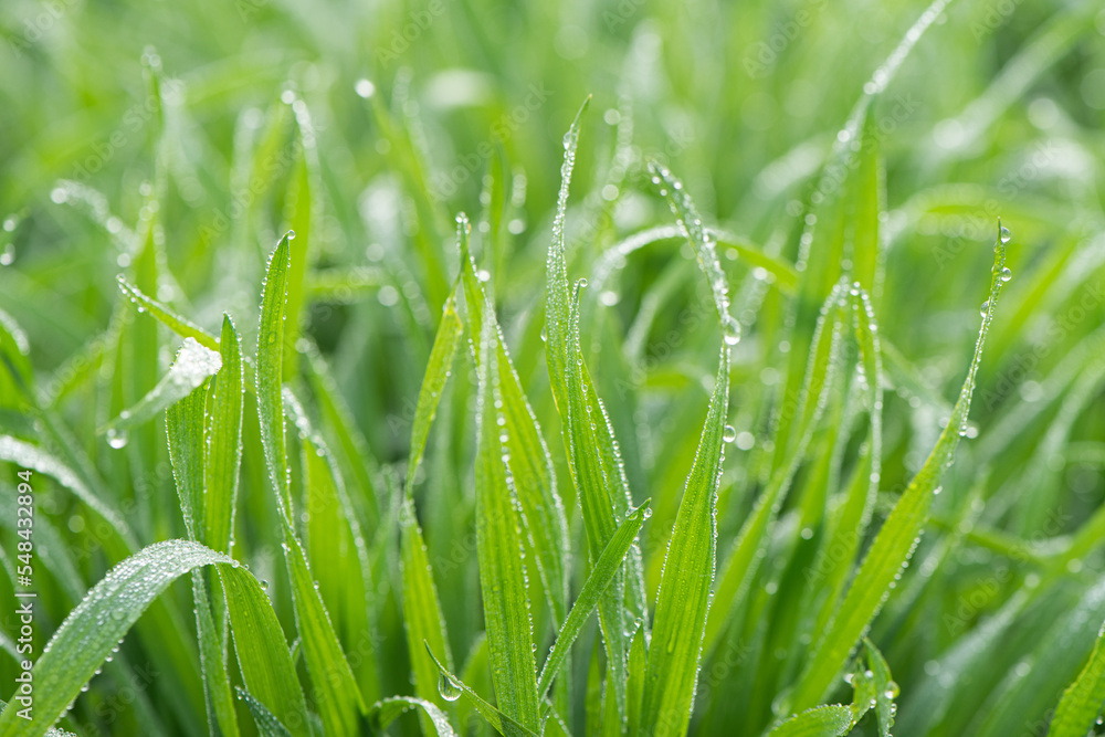 Plant green Leaf with dew water drops Plant green Leaf with dew water drops