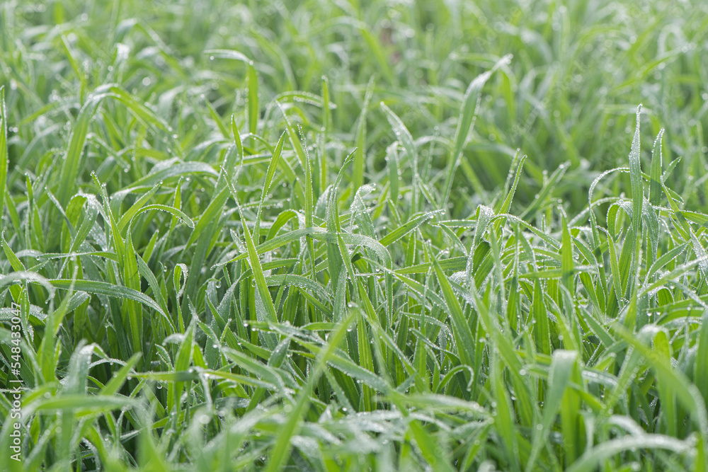 Plant green Leaf with dew water drops Plant green Leaf with dew water drops