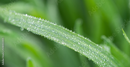 Plant green Leaf with dew water drops close up.