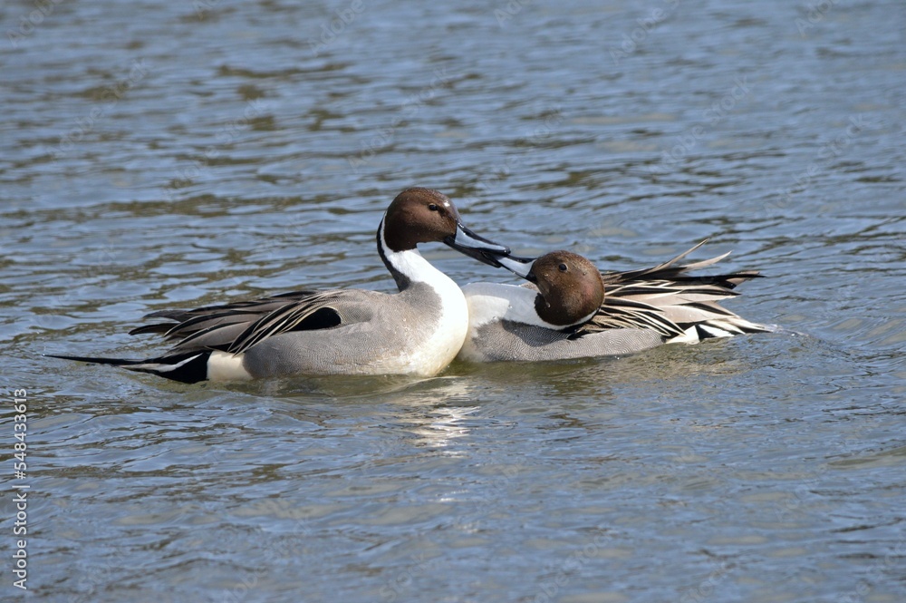 オナガガモの喧嘩
