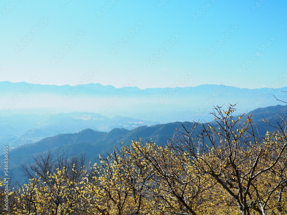 蝋梅と秩父山地