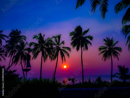 palm trees at dusk © Kush