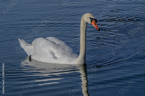 Mute swan  Cygnus olor swimming in wetlands