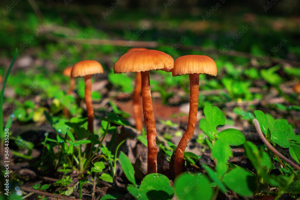 Closeup of Xeromphalina campanella mushrooms Closeup of Xeromphalina campanella mushrooms