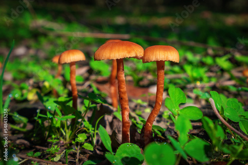Closeup of Xeromphalina campanella mushrooms