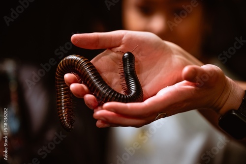 Vászonkép person holding a millipede