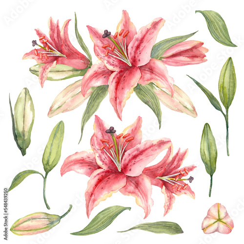 Tela Oriental hybrid lilies