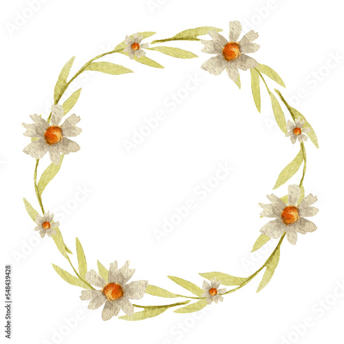 A wreath of green leaves with daisies is painted in watercolor  on a white background  for your design. Spring  gentle.