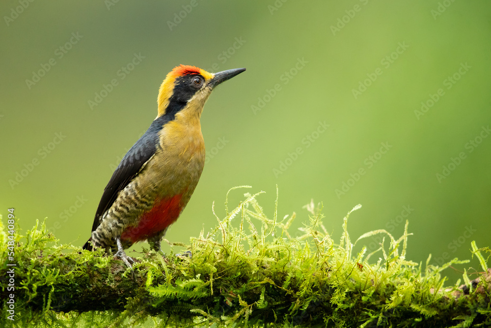 Fototapeta premium Golden-naped woodpecker (Melanerpes chrysauchen) is a species of bird in the woodpecker family Picidae. The species is very closely related to the beautiful woodpecker