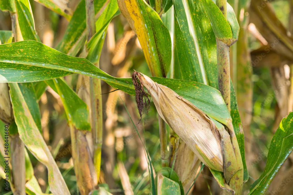 Ripe corn in the field of farmland, waiting for harvest. Concept : Economic agricultural crop in Thailand. Corn is used in the animal feed and food industry. Agriculture season. Ripe corn in the field of farmland, waiting for harvest. Concept : Economic agricultural crop in Thailand. Corn is used in the animal feed and food industry. Agriculture season.