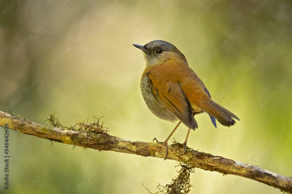 Black-billed nightingale-thrush (Catharus gracilirostris) is a small thrush endemic to the highlands of Costa Rica and western Panama. Black-billed nightingale-thrush (Catharus gracilirostris) is a small thrush endemic to the highlands of Costa Rica and western Panama.