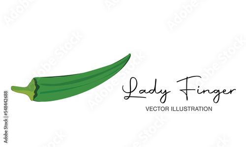 Vector Illustration of okra, lady finger. Green Vegetables.