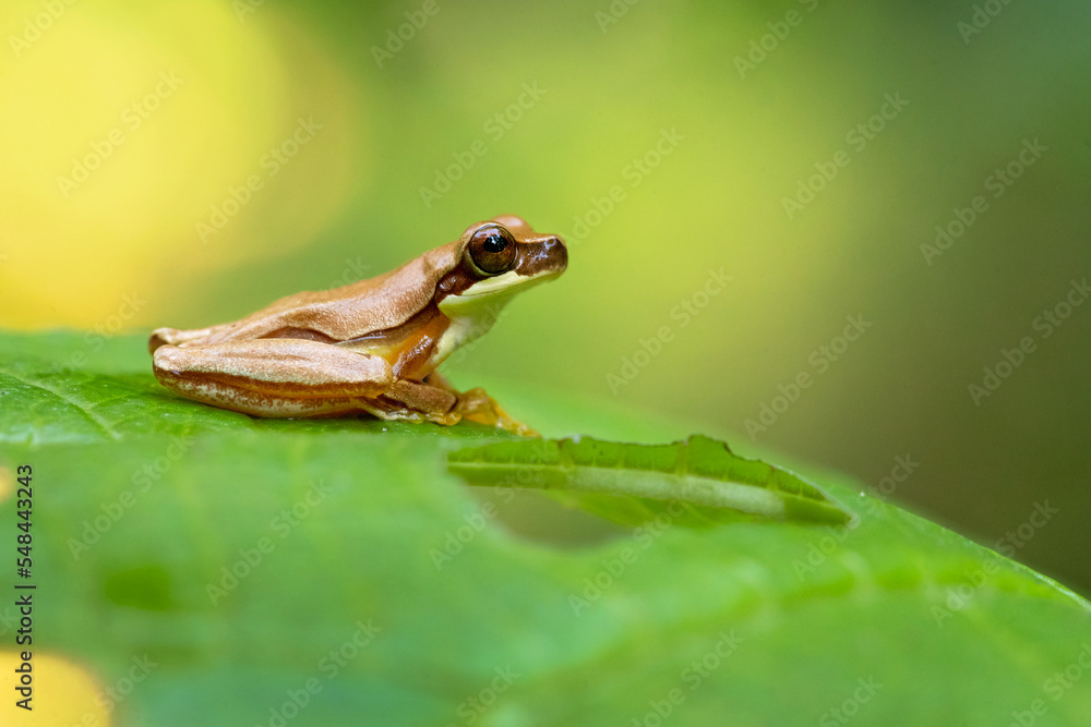 Dendropsophus ebraccatus, also known as the hourglass treefrog or pantless treefrog, is a neotropical treefrog, found scattered throughout Central and South America Dendropsophus ebraccatus, also known as the hourglass treefrog or pantless treefrog, is a neotropical treefrog, found scattered throughout Central and South America