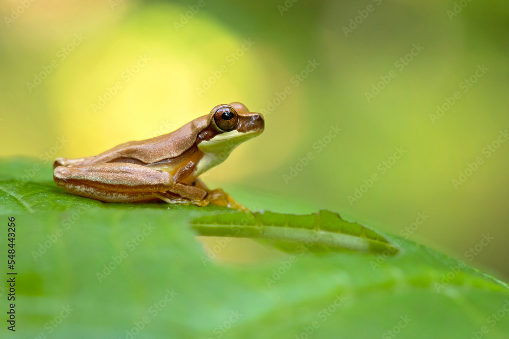 Dendropsophus ebraccatus, also known as the hourglass treefrog or pantless treefrog, is a neotropical treefrog, found scattered throughout Central and South America Dendropsophus ebraccatus, also known as the hourglass treefrog or pantless treefrog, is a neotropical treefrog, found scattered throughout Central and South America