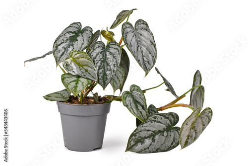 Exotic 'Philodendron Brandtianum' houseplant with silver pattern on leaves in flower pot on white background photo