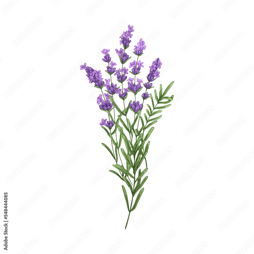 Fototapeta premium Lavender flowers, French blossomed violet flora. Provence floral plant, herbs drawing. Purple lavendar stems. Lavanda blooms. Hand-drawn graphic vector illustration isolated on white background