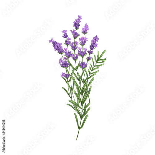 Lavender flowers  French blossomed violet flora. Provence floral plant  herbs drawing. Purple lavendar stems. Lavanda blooms. Hand-drawn graphic vector illustration isolated on white background