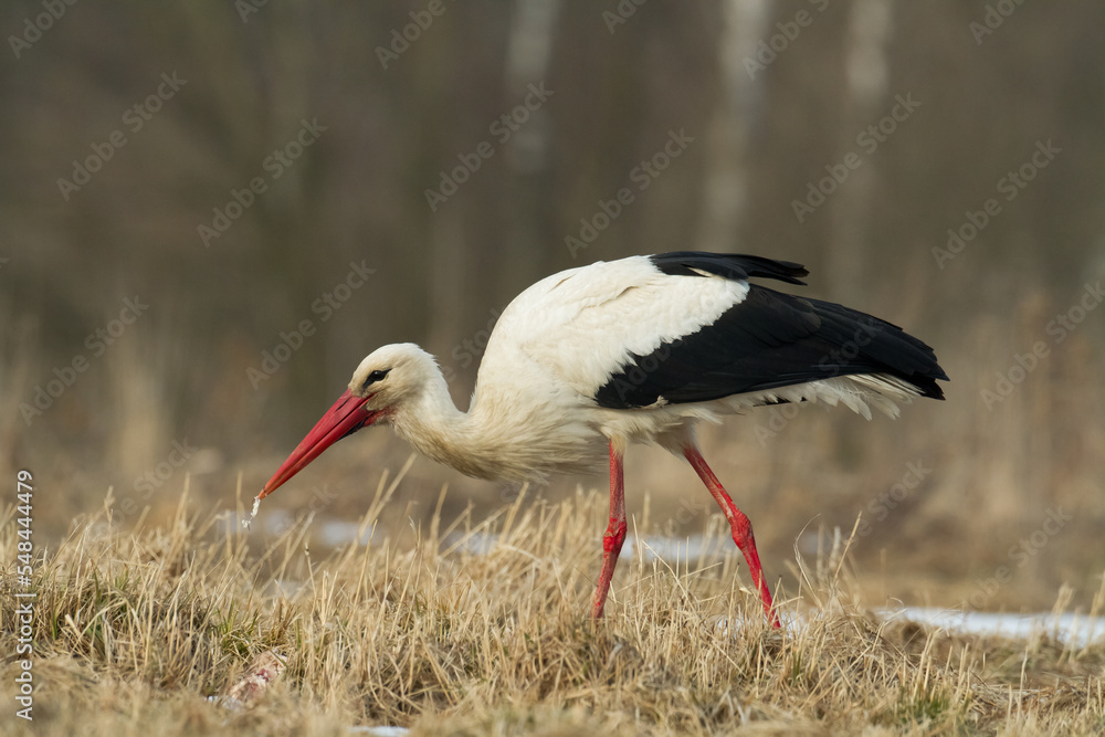 Fototapeta premium Bird White Stork Ciconia ciconia hunting time summer in Poland Europe