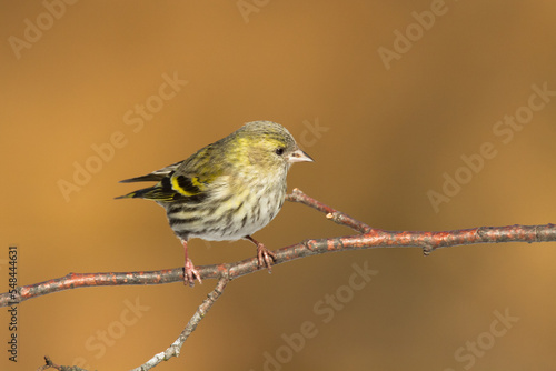 Bird Siskin Carduelis spinus male, small yellow bird, winter time in Poland Europe © Marcin Perkowski