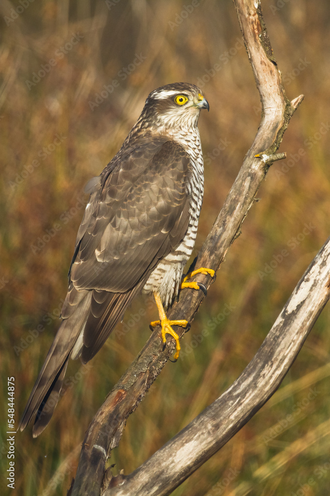 Wall Mural Birds of prey Sparrowhawk Accipiter nisus, hunting time bird sitting on the bran