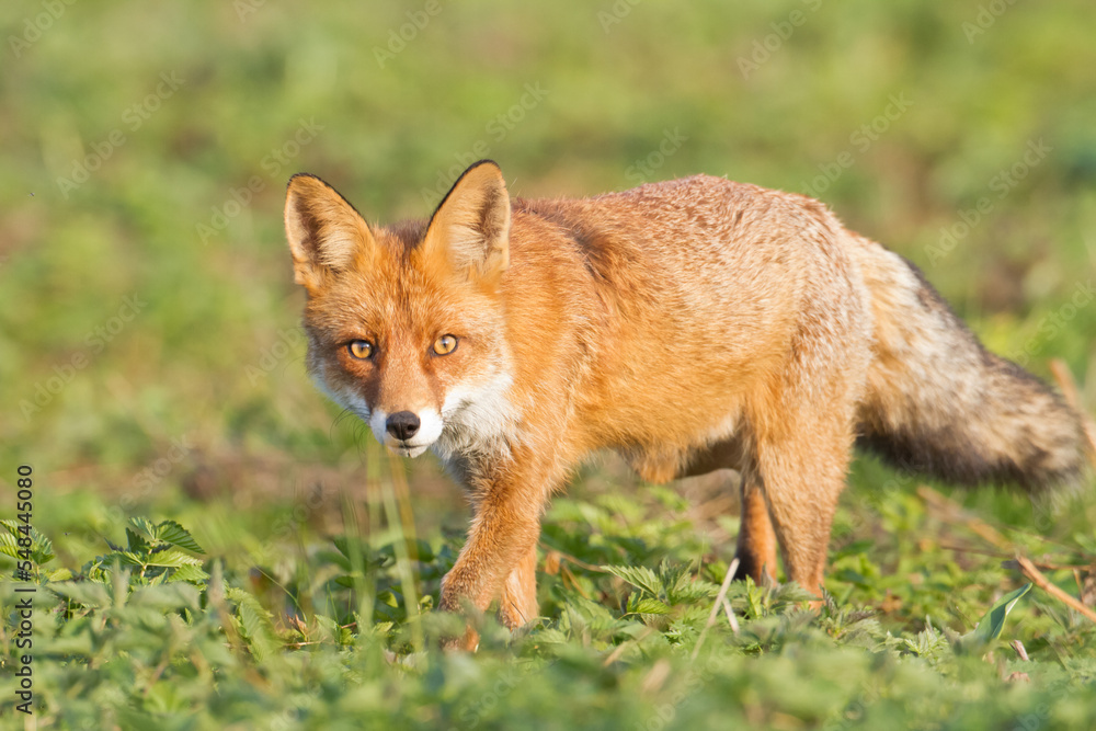 Fox Vulpes vulpes in autumn scenery, Poland Europe, animal walking among autumn meadow in amazing warm light Fox Vulpes vulpes in autumn scenery, Poland Europe, animal walking among autumn meadow in amazing warm light