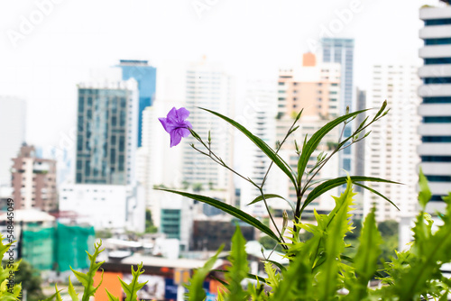Green leaves and flowers on the top of the building