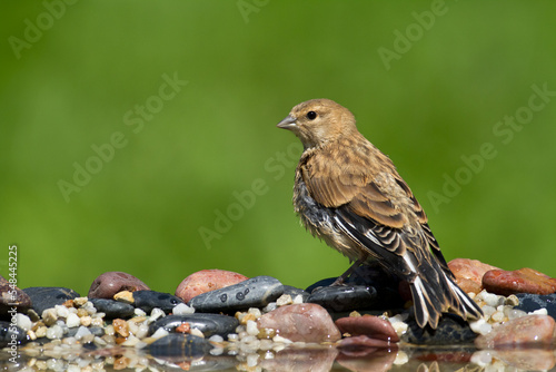 Εκτύπωση καμβά Bird Linnet Carduelis cannabina juvenile bird is bathing, summer time Poland, Eu