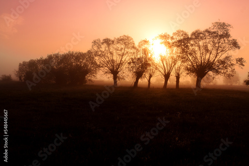 Landscape sunset in Narew river valley  Poland Europe  foggy misty meadows with willow trees  spring time