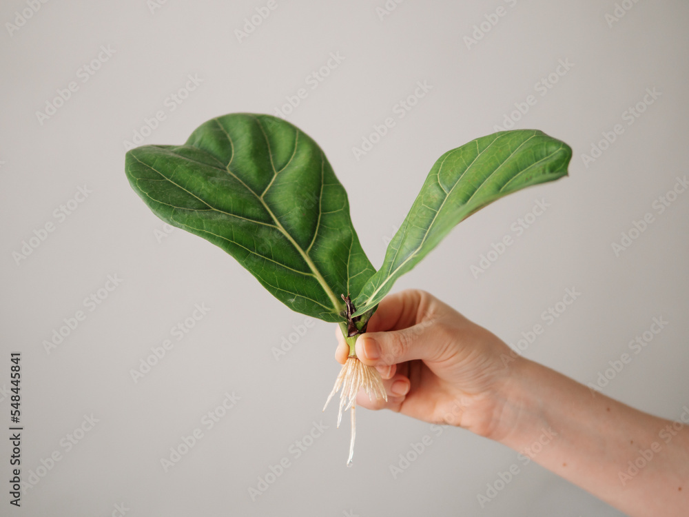 Propagating Fiddle Leaf Fig. Female hand hold stem cutting of ficus