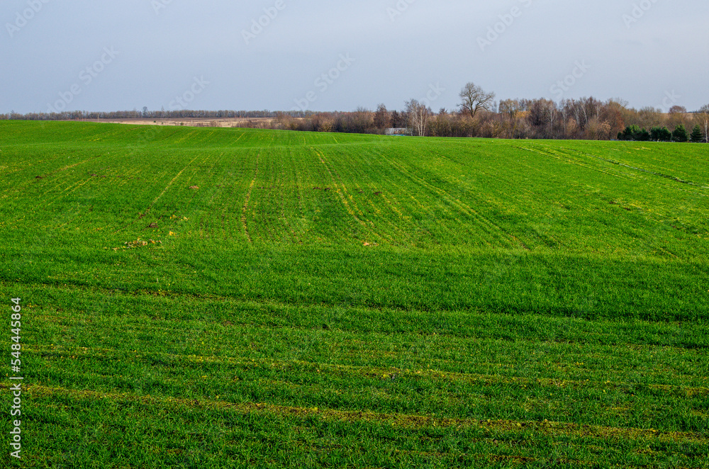 Green field of winter wheat, against the background of colorful autumn trees.