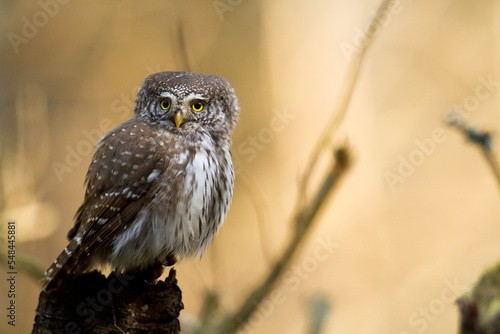 Pygmy owl Glaucidium passerinum little owl natural dark forest north parts of Poland Europe photo